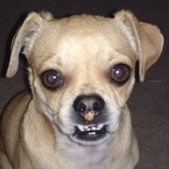 Meet your Posher, Russell - Picture 1 of 1